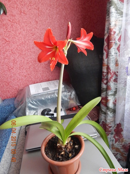 Незнакомец расцвёл