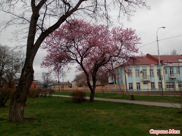 Все цветет не смотря на дождь и отсутствие солнца
