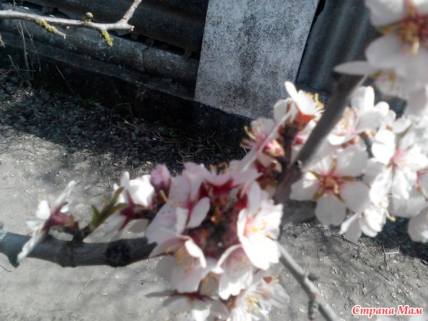 Все цветет не смотря на дождь и отсутствие солнца