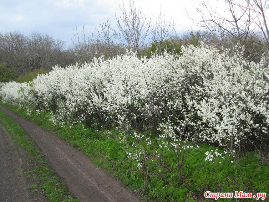 Декоративный терн кустарник фото