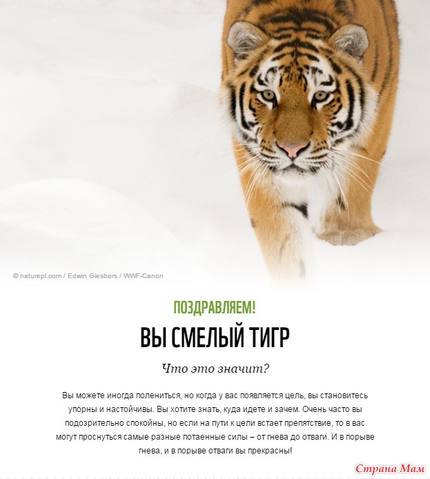 Почему тигр смелый. Смелая тигрица. смелый тигренок. лисина 14а тигренок.