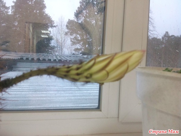 Где оно чудо???