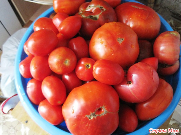 Урожайные мои помидорчики