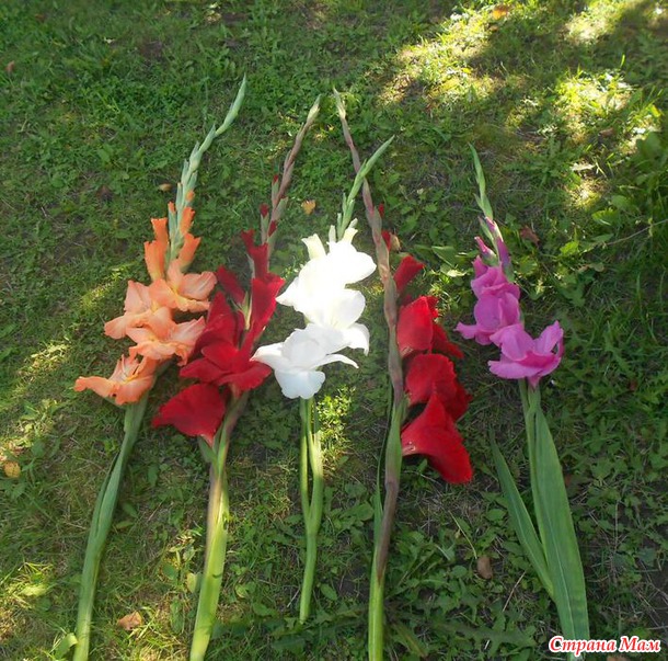 Красавцы гладиолусы