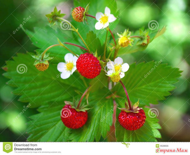 �������� "����������".