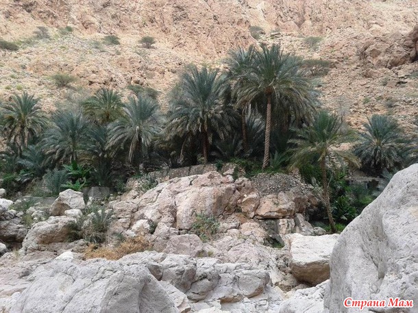   (Wadi Shab)     .