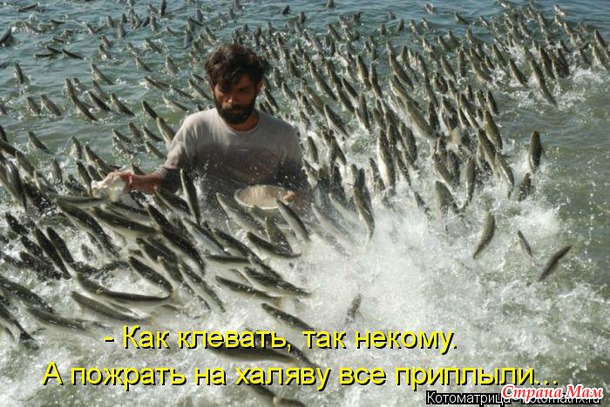 Зверюшки