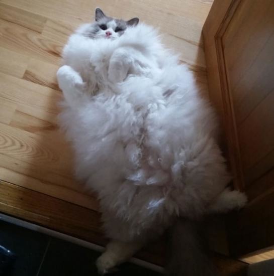 Самые пушистые коты