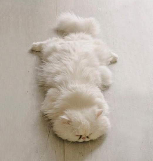 Самые пушистые коты
