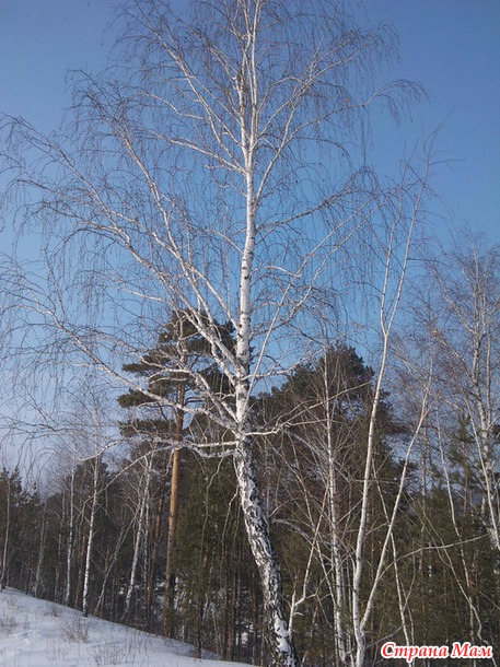 ЗАМЕЧАТЕЛЬНЫЙ ЗИМНИЙ ДЕНЬ ФЕВРАЛЯ