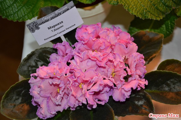 Выставка фиалок в Киеве 11-15 февраля. Фоторепортаж