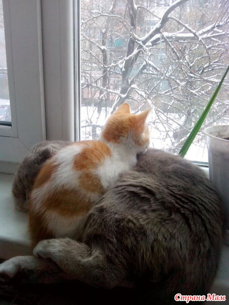 Мои любимцы