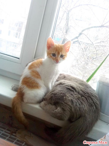 Мои любимцы