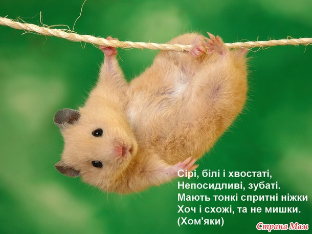 Самодельная книжка в детский сад