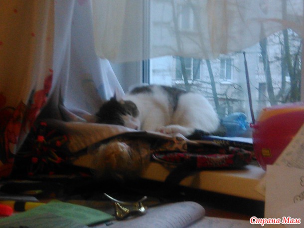 Кот поцеловал