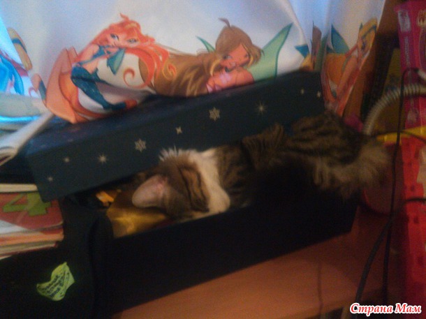 Кот поцеловал