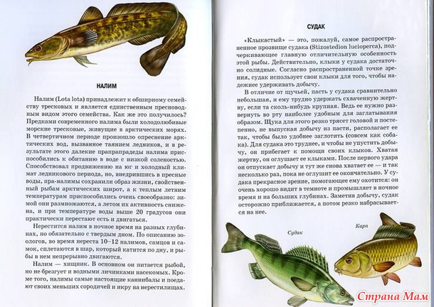 Тимошка. Узнай мир.