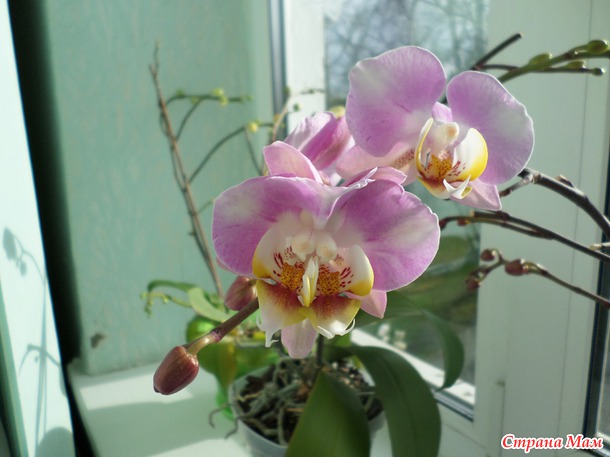 Мои красотки
