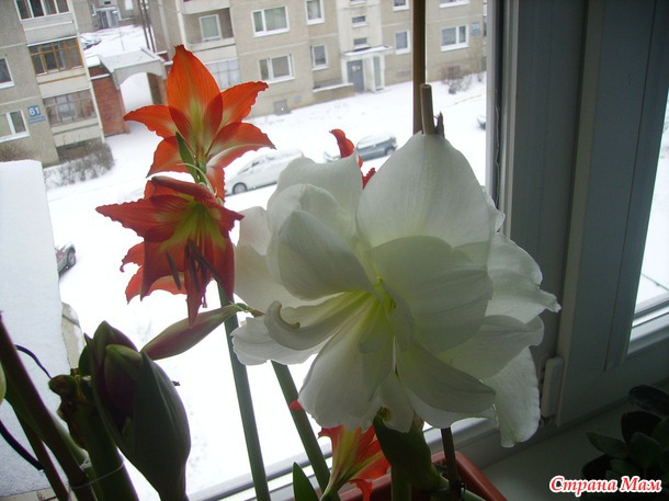 И вновь продолжается.. БАЛ Зимнее цветение!!!