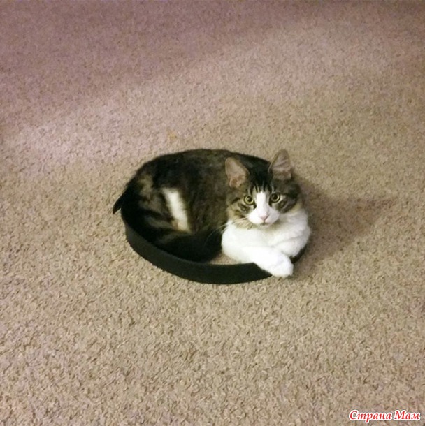 Как поймать кота в ловушку