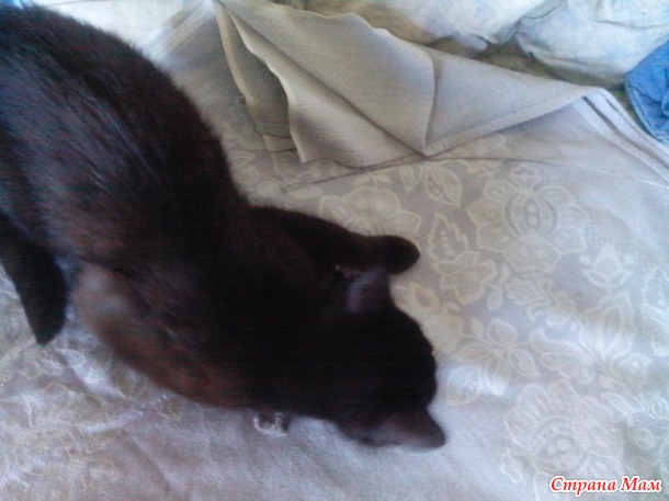 А у нас сегодня кошка родила двоих котят. Вот. Так что с пополнением нас.