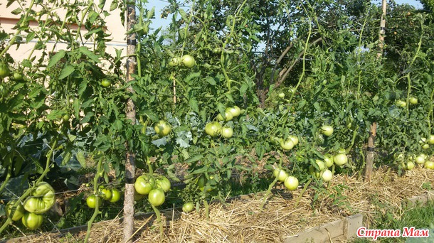 Ну вот и середина лета...