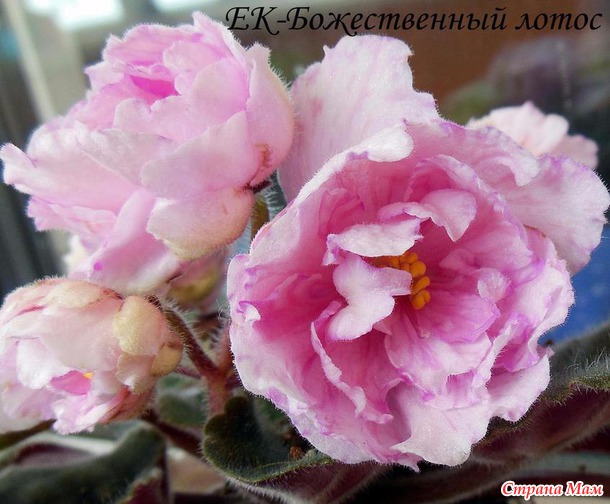 Фиалки мои. Часть третья