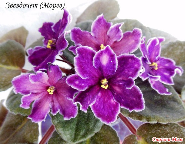 Фиалки мои. Часть третья