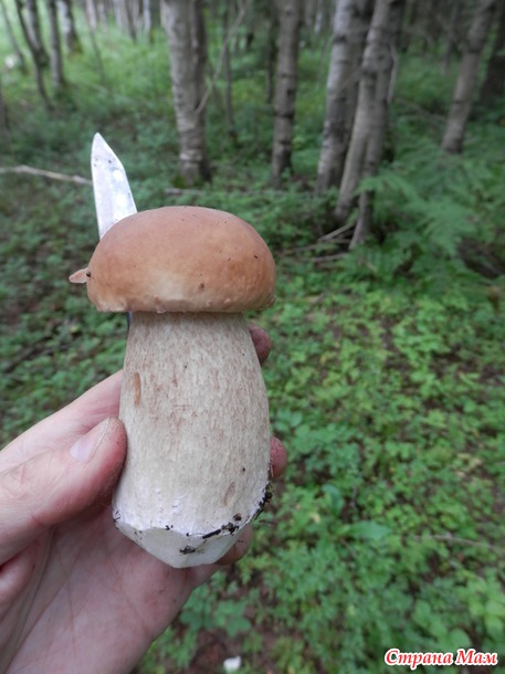 Сколько в лесу грибов...