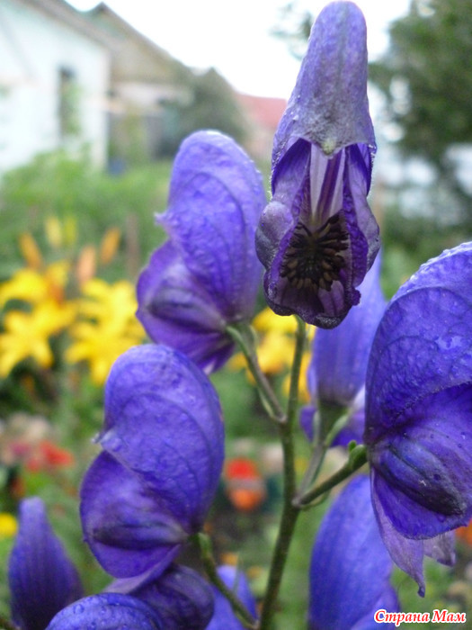Аконит джунгарский (борец, башмачки). Аконит/борец клобучковый. Аконит шлемник. Аконит арендса. Аконит цветок.