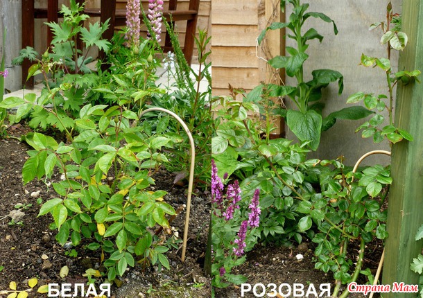Люпины и розы