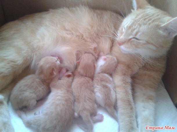 А у нас сегодня кошка родила вчера котят 2... Фото