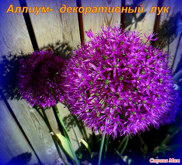 Красавец - ИЮНЬ!