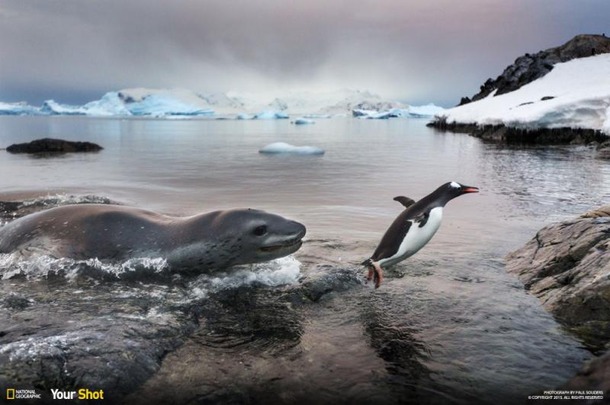Лучшие снимки National Geographic