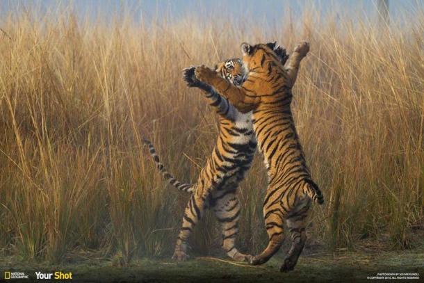 Лучшие снимки National Geographic