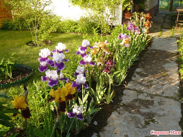 Мои самые любимые цветы.