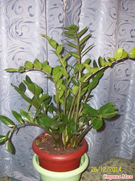 Мой "ЗАМИК"