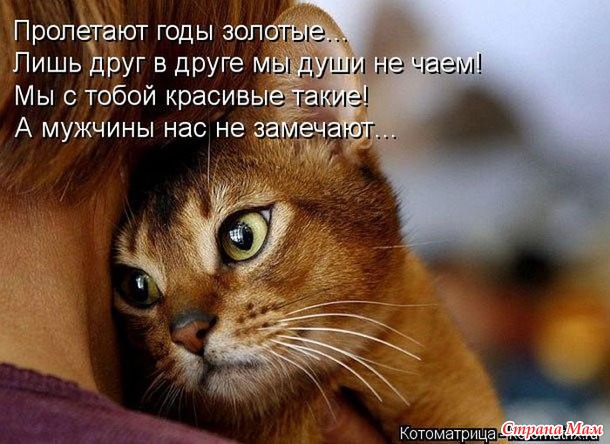 Самый лучший друг - это кот...
