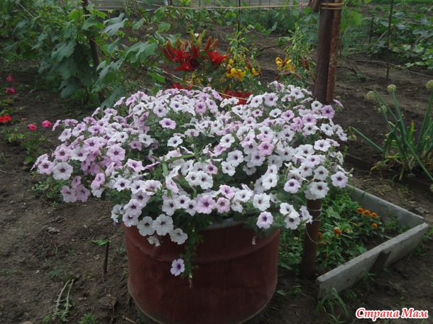 Петуния в Сибири