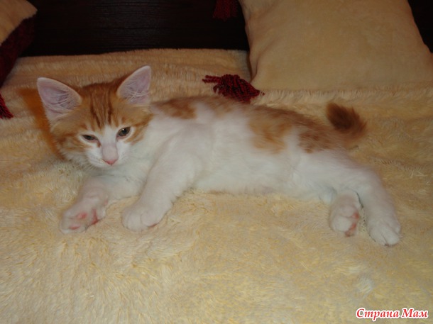 Подскажите чем кормить кошку