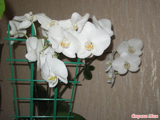 Орхидея. Новая жительница