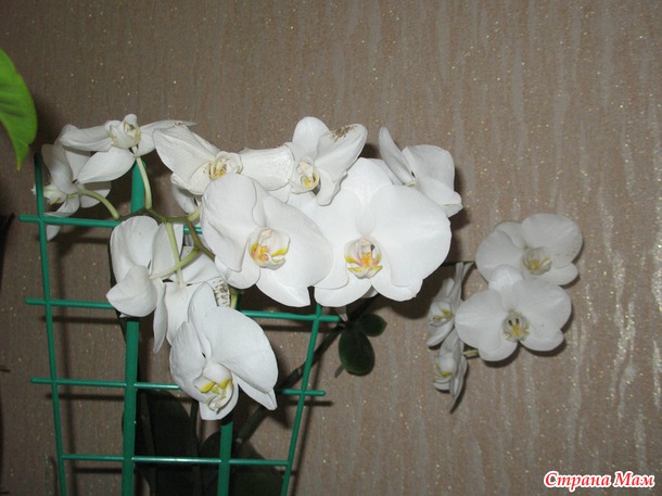 Орхидея. Новая жительница