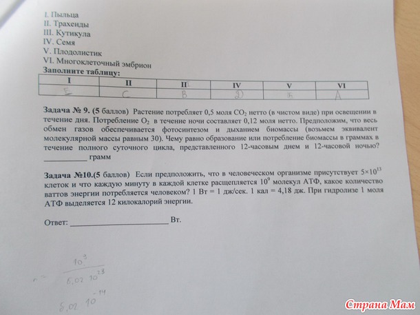 Пятнадцатый год
