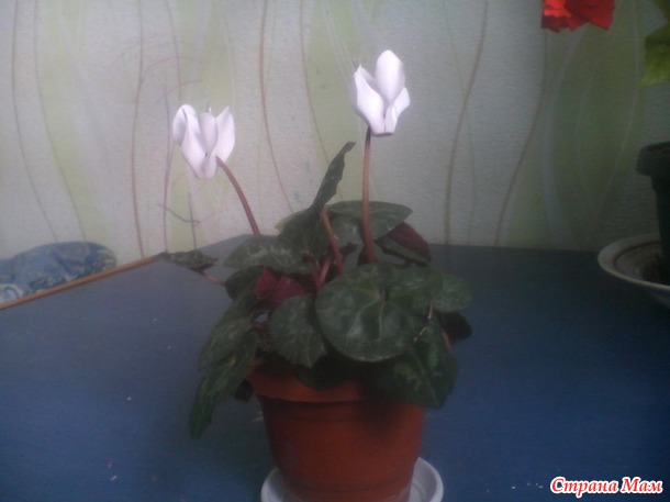 Расцветали яблони и груши...