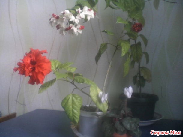 Расцветали яблони и груши...