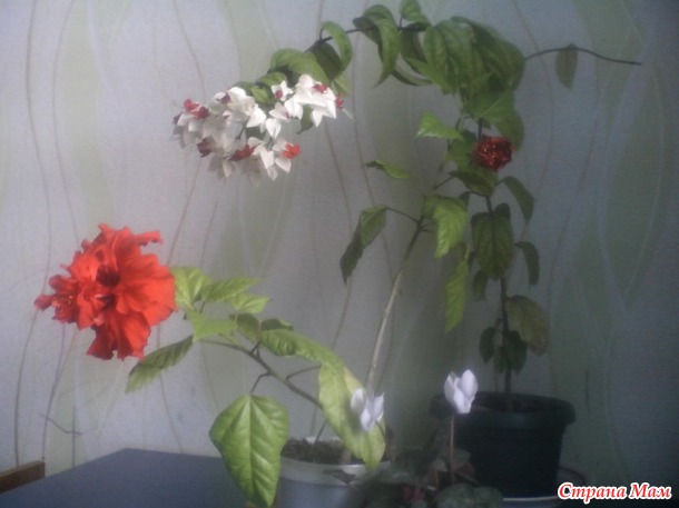 Расцветали яблони и груши...
