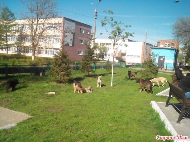 Про собаколошадей.