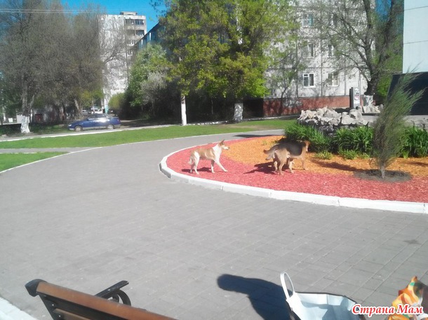 Про собаколошадей.