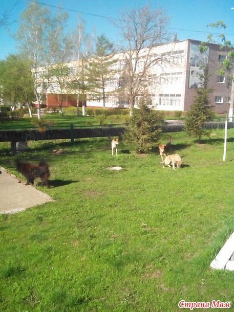 Про собаколошадей.