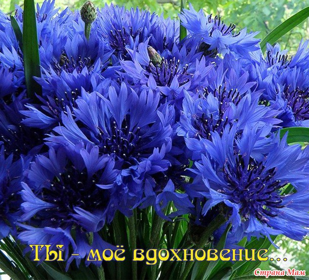 55 причин почему я люблю тебя! (55 картинок)
